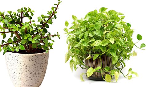 best plant as a gift